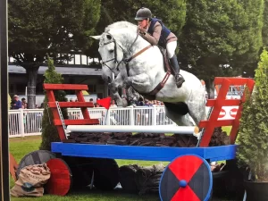 irish draught stallion jumping a fence at the dublin horse show